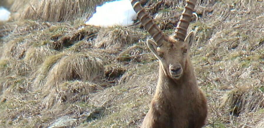 the ibex