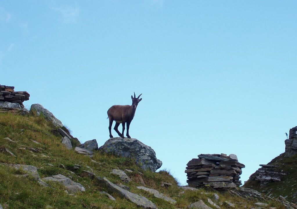 Il camoscio