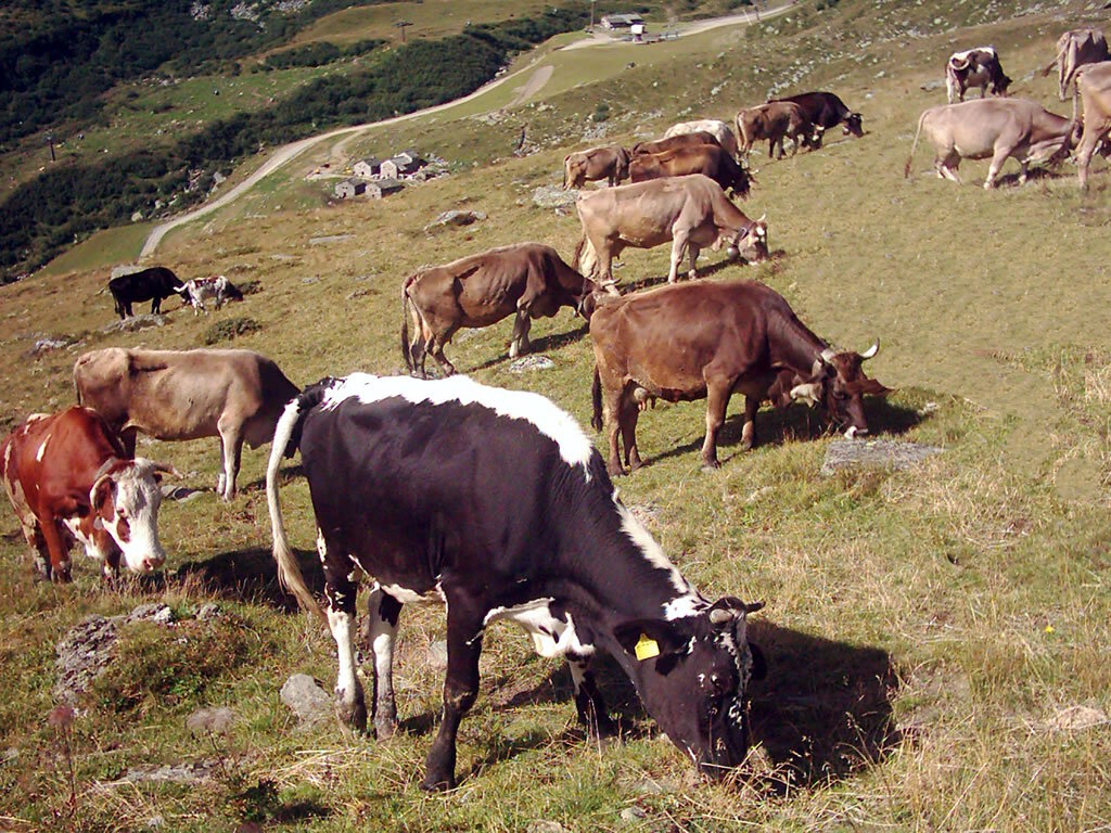 Fattoria Muretto
