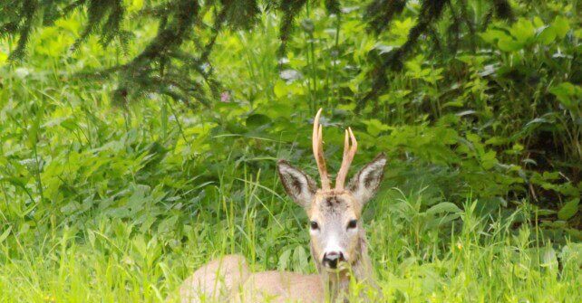 Tour Slow nel Parco dell’Alta Valsesia