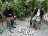 Sesia river great fishing week