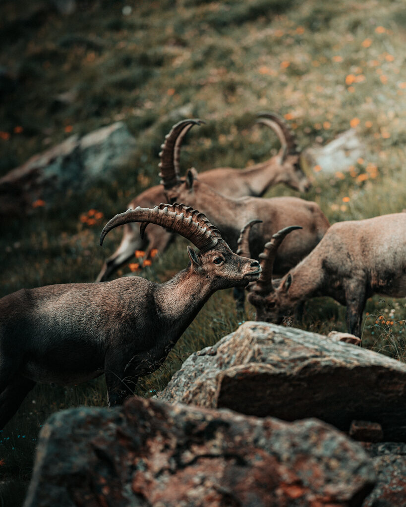 fauna selvatica stambecco monte rosa