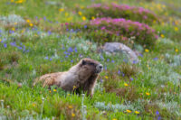 fauna selvatica marmotta monte rosa
