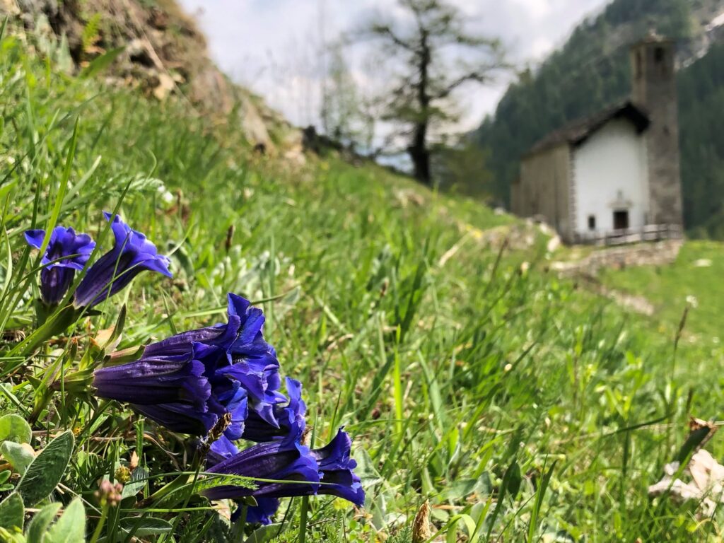 la primavera in frazione Peccia rispetta l'ambiente